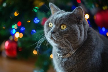 Hasır bankta oturan bokeh ışıkları ile Noel ağacı arka plan üzerinde gümüş bir yaka güzel gri Britanya ile ilgili stenografi kedi. Yakın çekim