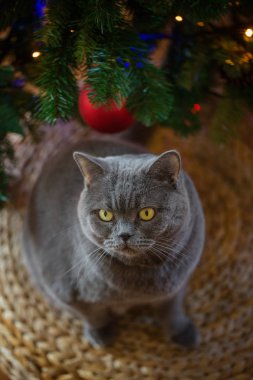 Hasır bankta oturan bokeh ışıkları ile Noel ağacı arka plan üzerinde gümüş bir yaka güzel gri Britanya ile ilgili stenografi kedi. Üstten görünüm