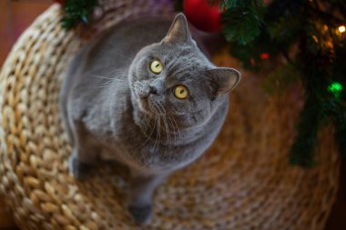 Hasır bankta oturan bokeh ışıkları ile Noel ağacı arka plan üzerinde gümüş bir yaka güzel gri Britanya ile ilgili stenografi kedi. Üstten görünüm