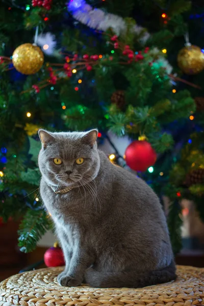 Hasır bankta oturan bokeh ışıkları ile Noel ağacı arka plan üzerinde gümüş bir yaka güzel gri Britanya ile ilgili stenografi kedi