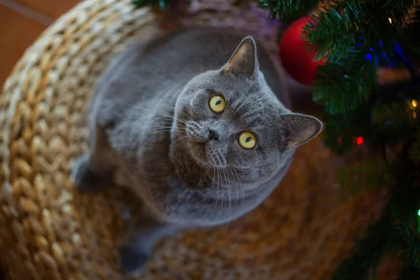 Beautiful Gray British Shorthair Cat Silver Collar Background Christmas Tree — Stock Photo, Image