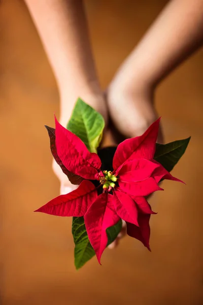 Çiçek kırmızı Atatürk çiçeği holding eller / Noel yıldızı çiçek. Üstten görünüm. Düz yatıyordu. Sihirli ışık