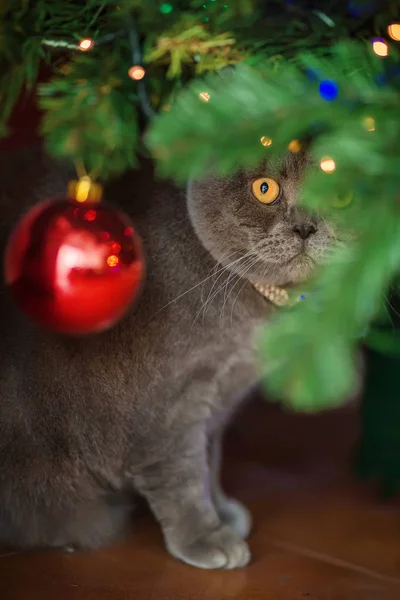 Gümüş tasma sarı gözlü güzel gri Britanya ile ilgili stenografi kedi hediye arıyorsunuz parlak Noel ağacının altında oturuyor