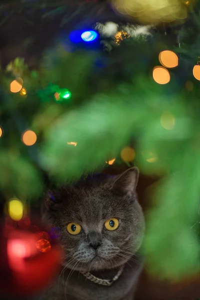 Gümüş tasma sarı gözlü güzel gri Britanya ile ilgili stenografi kedi hediye arıyorsunuz parlak Noel ağacının altında oturuyor. Yüz