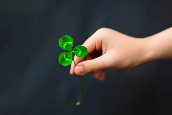 A hand is holding a green three-leaf clover on a black dark background. Close-up. Detailed. View from above. Free space for text. Copypaste