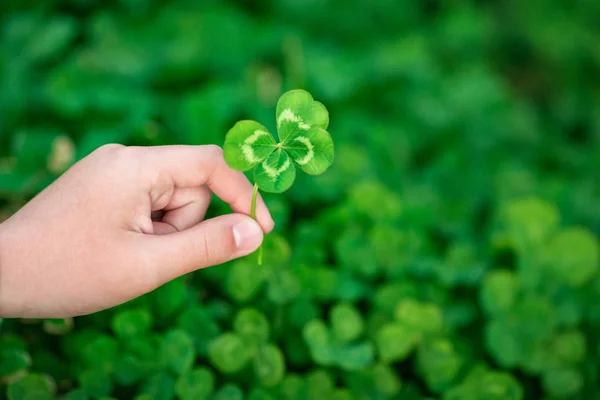 Dört yapraklı yonca, Yeşil yonca alanın arka plan üzerinde elinde. Yakın çekim. Ayrıntılı. En baştan görüntülemek
