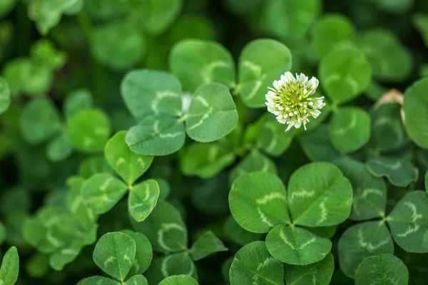 Tři Lístky Jetel Flowres Makro Close Podrobností Tapety Vzor — Stock fotografie