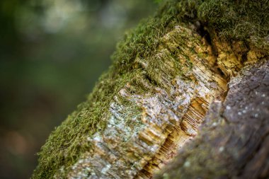 Doğal mantar kabuğu doğada kalın yosun ile büyümüş. Doğada doğal mantar ekimi. Makro. Parçası.