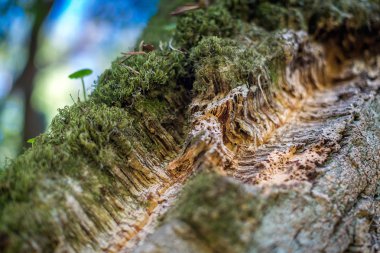 Doğal mantar kabuğu doğada kalın yosun ile büyümüş. Doğada doğal mantar ekimi. Makro. Parçası.