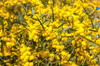 Çiçek açan Mimoza dalları Bahçe karşı. Yakın çekim