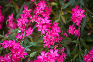 Branches of the lushly blooming Magenta oleander with five petals. Many flowers. Close-up. Summer trees of Portugal. clipart