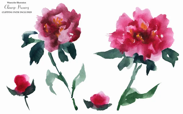 Chinese Peony Pink Flowers, abstract watercolor art, clipping path included