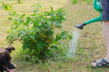 Bir Cumberland siyah ahududu çalı sulama