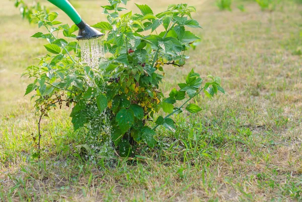 Watering a Cumberland Black raspberry bush — Stock Photo, Image