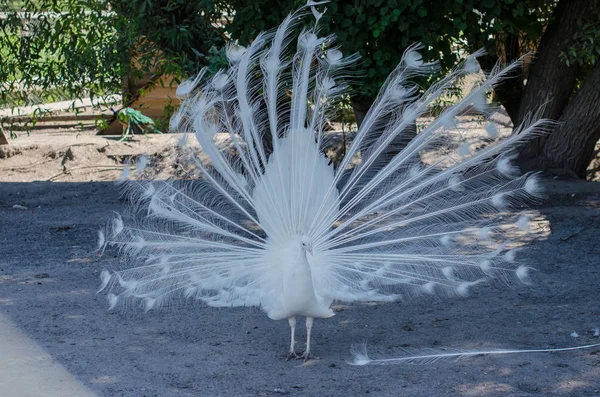 White peacock in the zoo — Stock Photo, Image