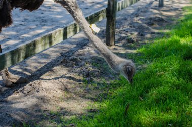Devekuşu devekuşu çiftliğinde Yasnohorodka, Ukrayna