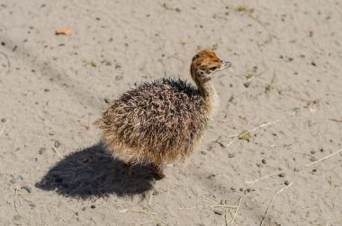 Yasnohorodka, Ukrayna devekuşu çiftliğinde küçük deve kuşları