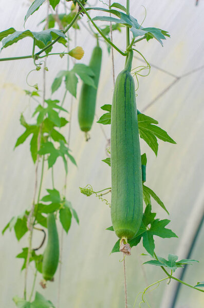 Close-up of Luffa sponge plant