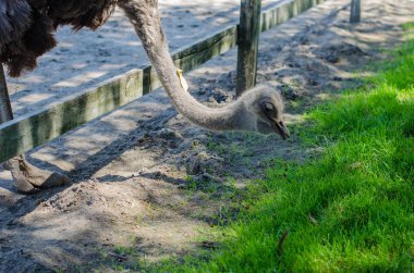 Devekuşu devekuşu çiftliğinde Yasnohorodka, Ukrayna