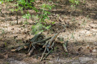 Ormanın içinde tahta sopalarla demet