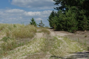 Yol çayır çimen ve yaz çiçek
