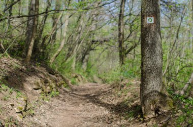 Erken baharda orman yoluyla deneme