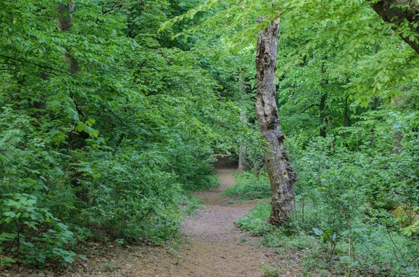 Sentier parmi les arbres verts au début du printemps dans la forêt — Photo