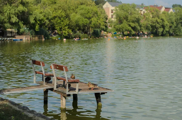 Eenden op een visplatform om te zwemmen op de oever van het meer in Hongarije — Stockfoto