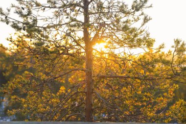 Kışın gün batımının güzel arka planında ağaç dalları