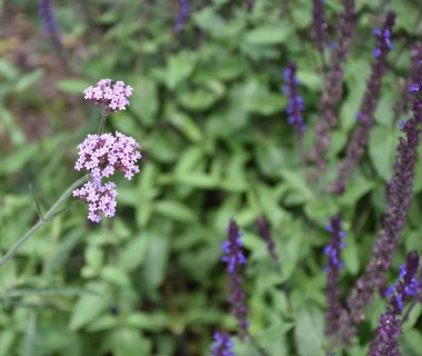 Moskova parkında güzel bir çiçek