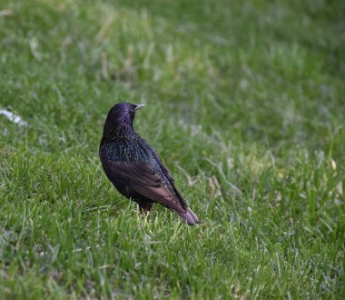 Yazın şehirde çimlerin üzerinde Starling