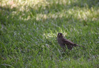Şehirde yazın çimlerde serçe.