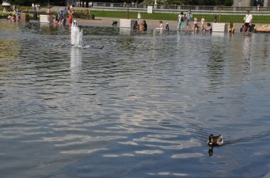   Gorky Park 'ta bir gölette ördekler.