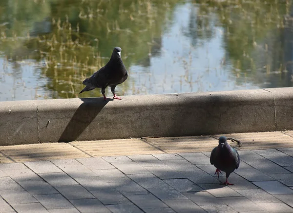 Pigeon Près Étang Dans Parc Dans Herbe Été Dans Ville — Photo