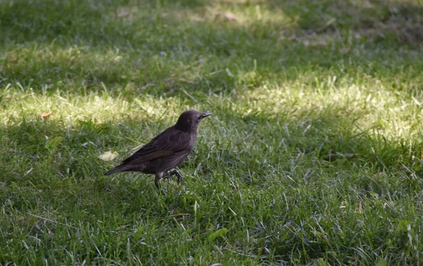 Starling Hierba Verano Ciudad —  Fotos de Stock