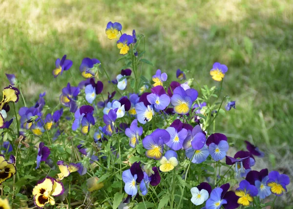 Flor Bonita Parque Moscou — Fotografia de Stock