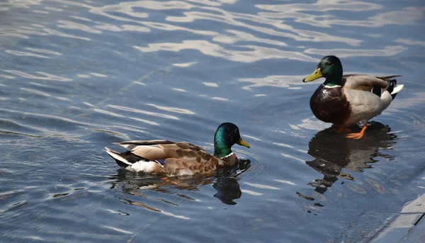 高基公园的夏天池塘里的鸭子 — 图库照片