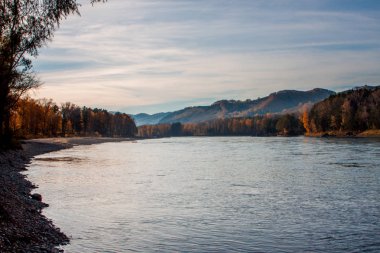 Sonbahar nehir banka ile turuncu kayın bırakır. Taze yeşil yaprakları su üstünde dalları üzerinde yansıma yapmak. Yağmurlu gece akışı.