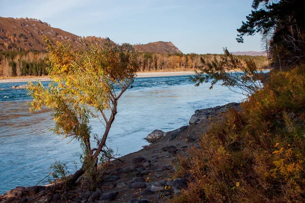 Rive de rivière d'automne avec feuilles de hêtre orange. Les feuilles vertes fraîches sur les branches au-dessus de l'eau font réflexion. Soirée pluvieuse au ruisseau . — Photo