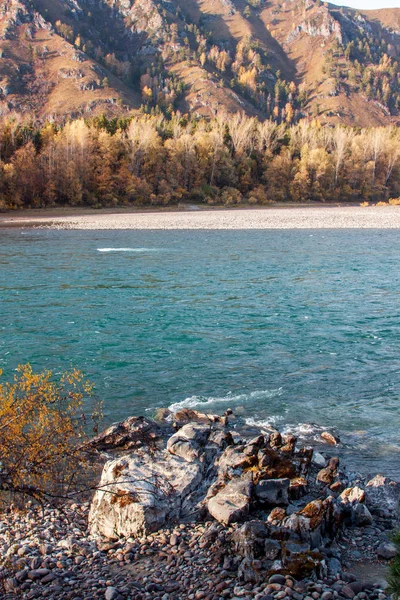 Sonbahar nehir banka ile turuncu kayın bırakır. Taze yeşil yaprakları su üstünde dalları üzerinde yansıma yapmak. Yağmurlu gece akışı.