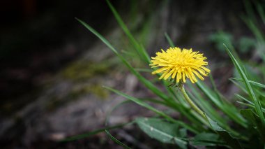 Bu neşeli karahindiba bu bahar ortaya çıkan ilk lerden biriydi.!