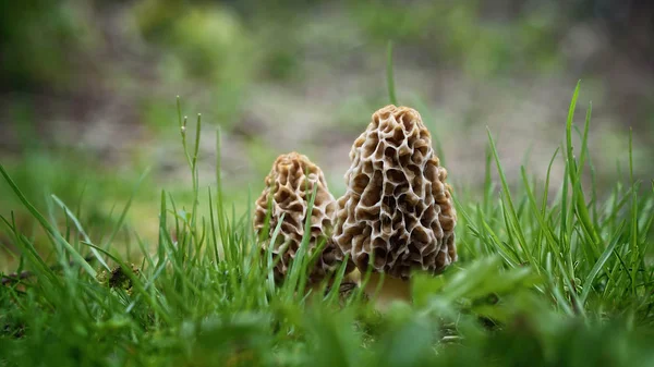 Morel Mushrooms Pop Spring Stock Photo