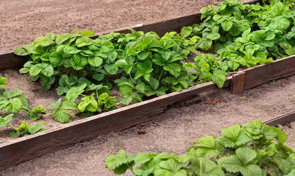 Strawberry beds with wooden borders on organic farm. Summer garden. Eco friendly lifestyle — Stock Image Strawberry beds with wooden borders on organic farm. Summer garden. Eco friendly lifestyle Stock Photo