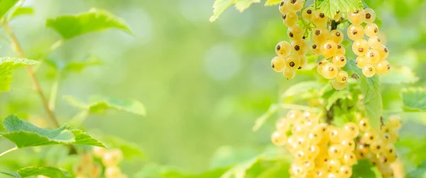 Blurred nature green banner with berries of white currant