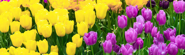 yellow and purple tulips blossom flowerbed