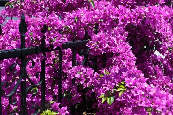Bougainvillier violet fleur sur la clôture — Photo