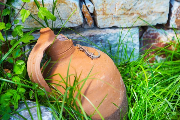 Brown lizard on the old broken jug