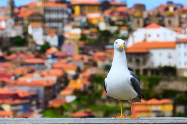 Porto, Portekiz ve martı panorama