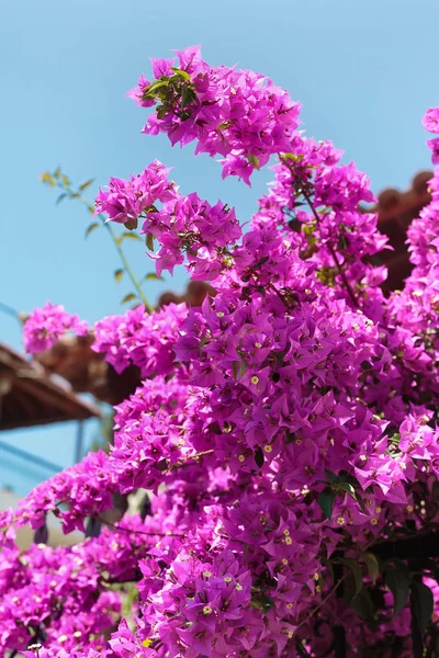 Bougainvillea viola cespuglio di fiori e cielo blu — Foto Stock