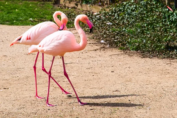 Caminhada casal flamingos rosa — Fotografia de Stock